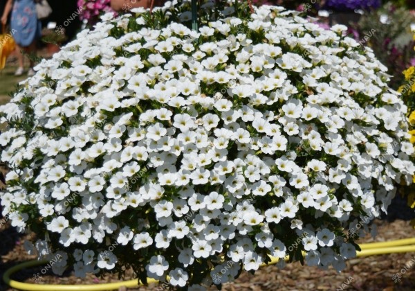 Calibrachoa hybrida Calita White (XXL)