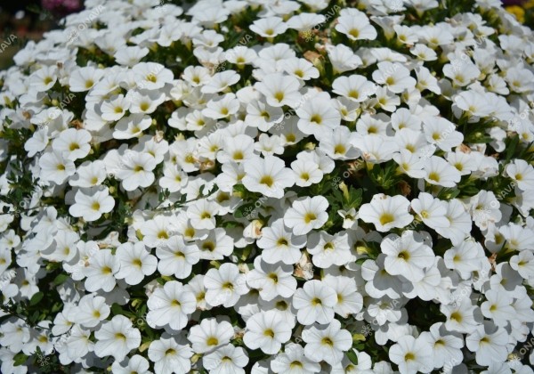 Calibrachoa hybrida Calita White (XXL)