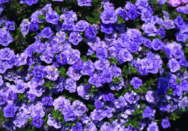 Calibrachoa hybrida Calita Double Blue Splash