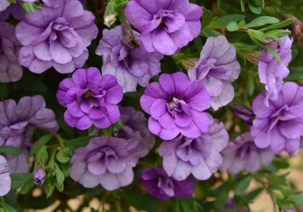 Calibrachoa hybrida Calita Double Blue