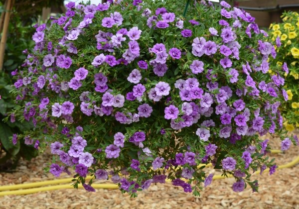 Calibrachoa hybrida Calita Double Blue