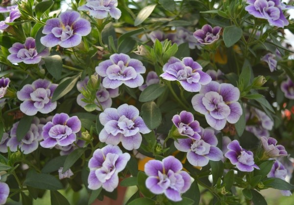 Calibrachoa hybrida Calita Double Blue Bicolor