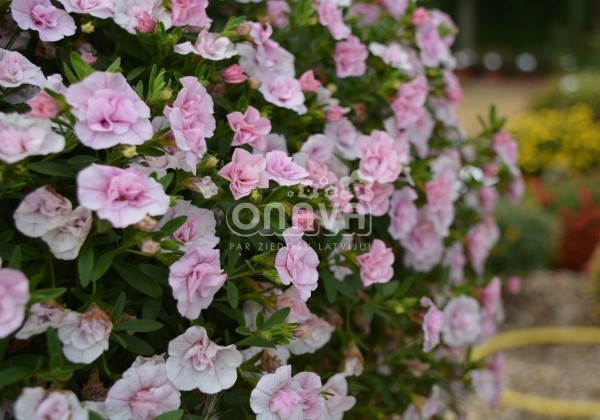 Calibrachoa hybrida Calita Double Pink