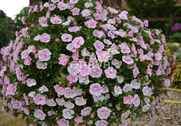 Calibrachoa hybrida Calita Double Pink
