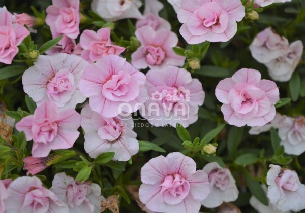 Calibrachoa hybrida Calita Double Pink