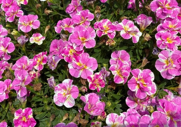 Calibrachoa hybrida Calita Double Pink Splash