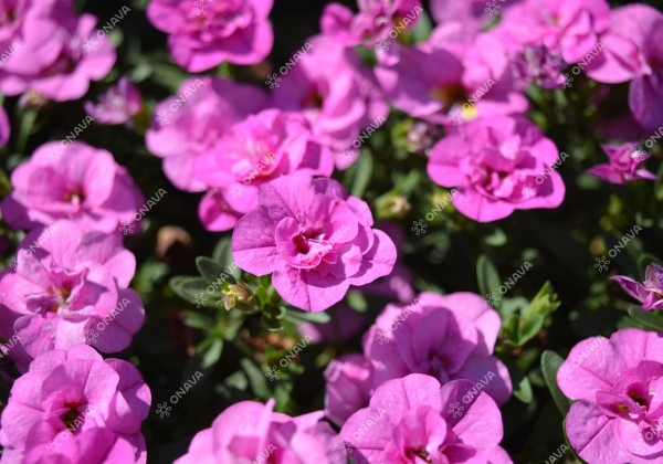 Calibrachoa hybrida Calita Double Rosy