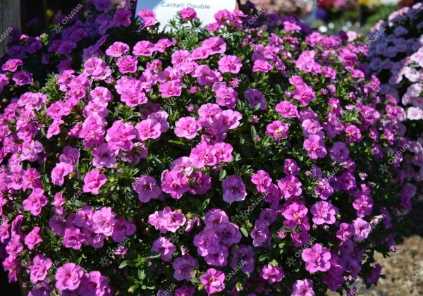 Calibrachoa hybrida Calita Double Rosy