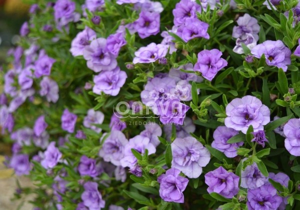 Calibrachoa hybrida Calita Double Sky Blue