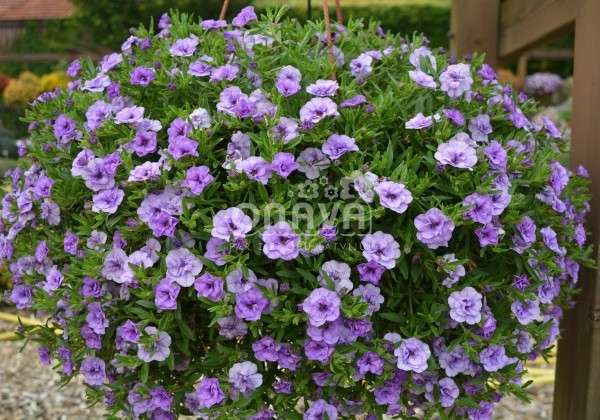 Calibrachoa hybrida Calita Double Sky Blue