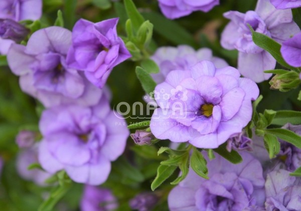Calibrachoa hybrida Calita Double Sky Blue