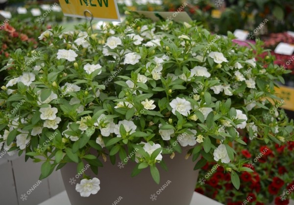 Calibrachoa hybrida Calita Double Snow