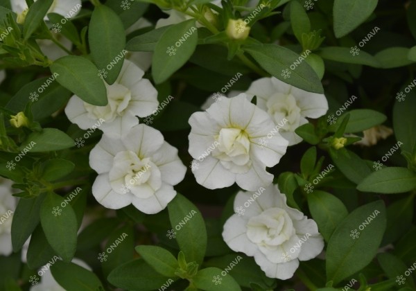 Calibrachoa hybrida Calita Double Snow