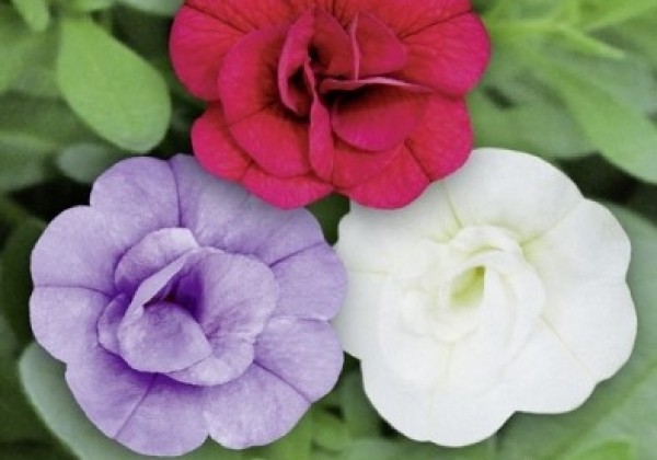 Calibrachoa hybrida Calita Double Trio Blue-Red-Snow