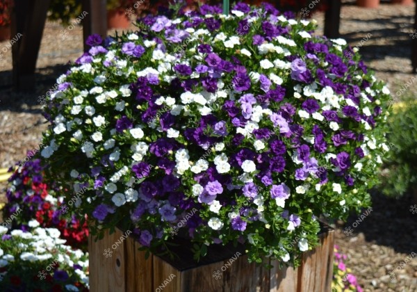 Calibrachoa hybrida Calita Double Trio Blue-Sky Blue-Snow