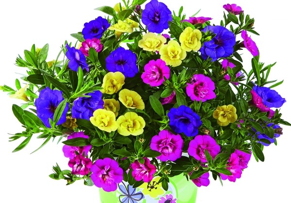 Calibrachoa hybrida Calita Double Trio Blue-Rosy-Sun