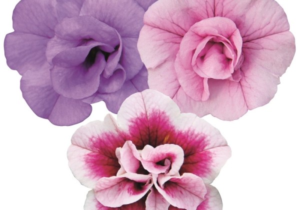Calibrachoa hybrida Calita Double Trio Pink-Snow-Rosy