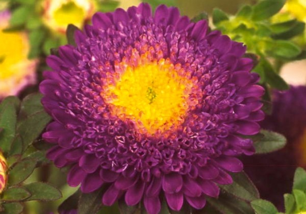 Callistephus chinensis Nevita Dark Blue