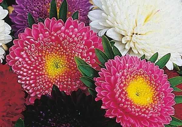 Callistephus chinensis Nevita Formula Mix