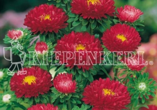 Callistephus chinensis Matsumoto Red