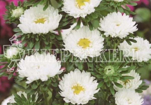 Callistephus chinensis Matsumoto White