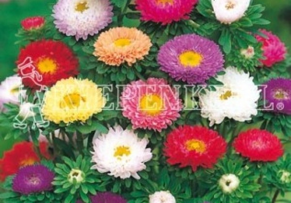 Callistephus chinensis Matsumoto Formula Mix