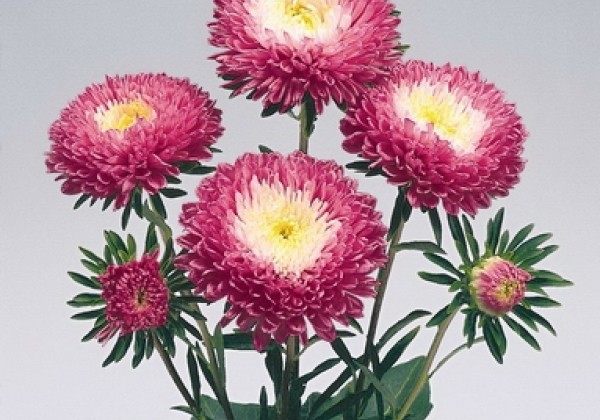 Callistephus chinensis Standy Carmine & White