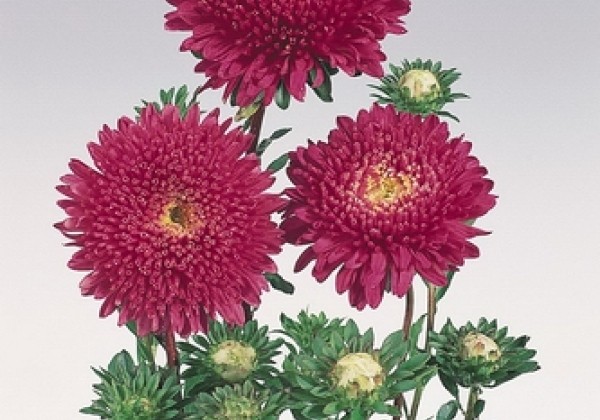 Callistephus chinensis Standy Red