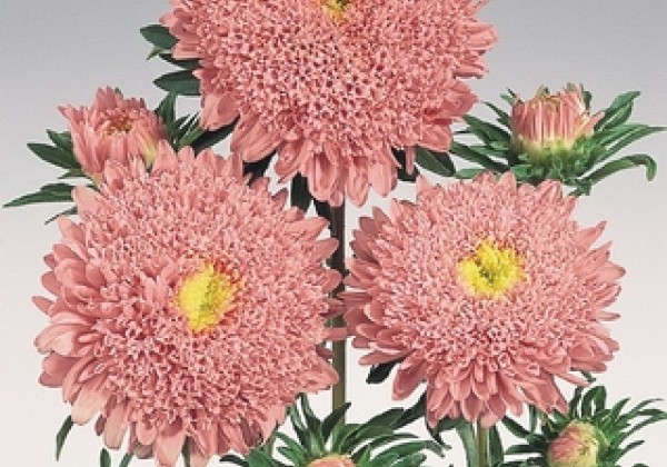 Callistephus chinensis Standy Salmon Pink