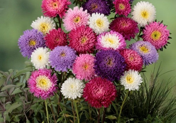 Callistephus chinensis Standy Mix