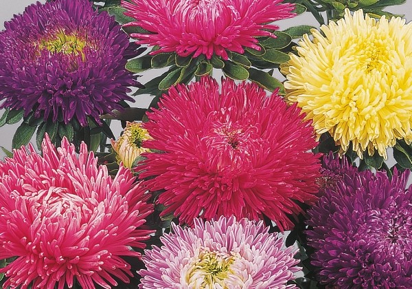 Callistephus chinensis Gala Formula Mix