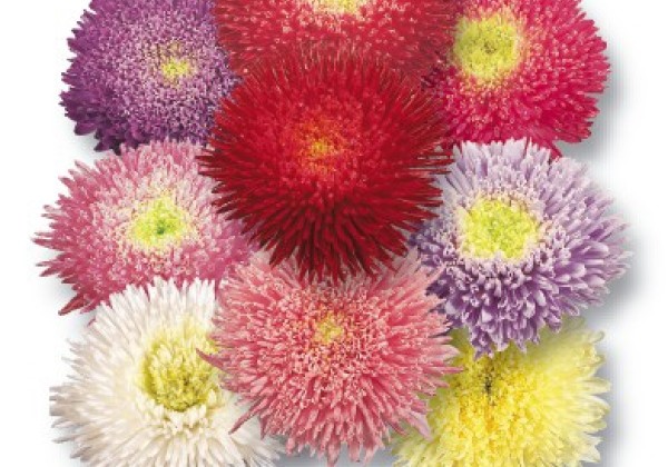 Callistephus chinensis Riesen-Prinzess Formula Mix