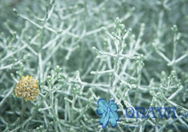 Calocephalus brownii Silver Bush (Silvercalos)