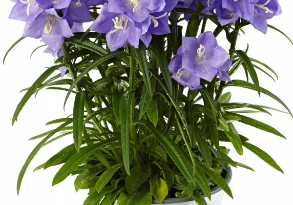 Campanula persicifolia Takion Blue