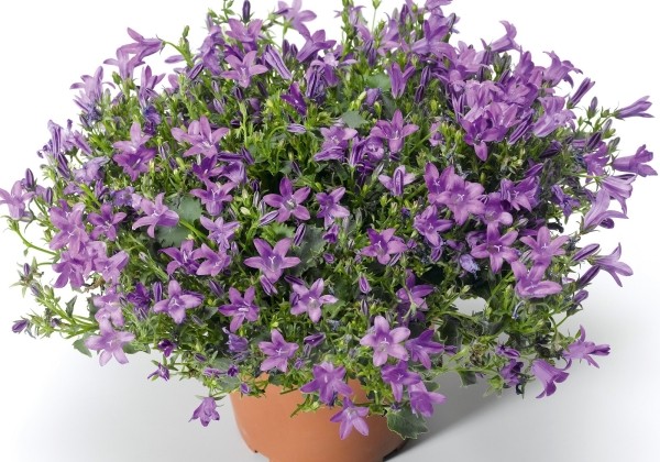 Campanula poscharskyana Clockwise Compact Deep Blue (XXL)