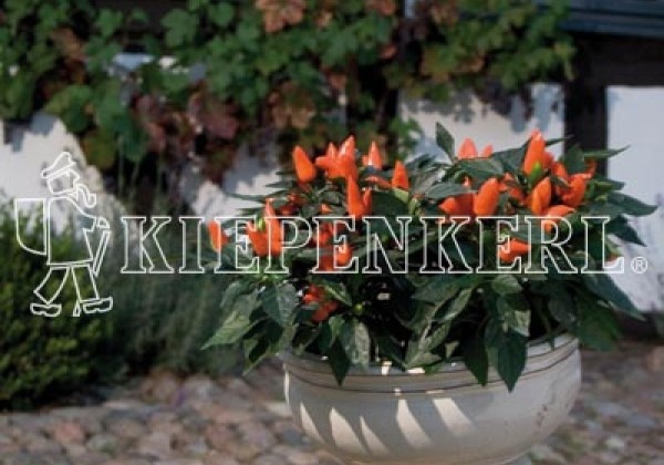 Capsicum annuum Salsa Orange