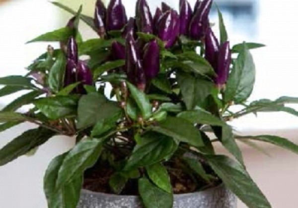 Capsicum annuum Salsa Purple