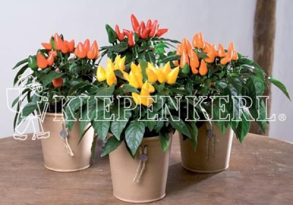 Capsicum annuum Salsa Yellow