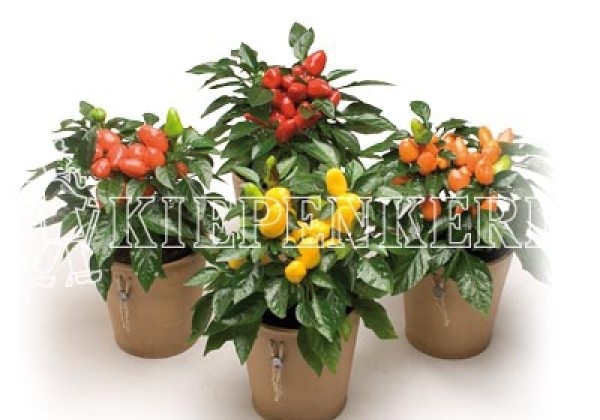 Capsicum annuum Samba Mix