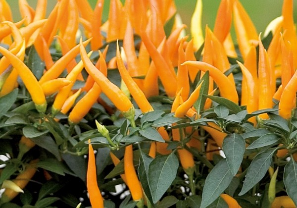 Capsicum annuum Santos Flare