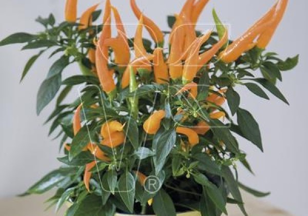 Capsicum annuum Santos Orange