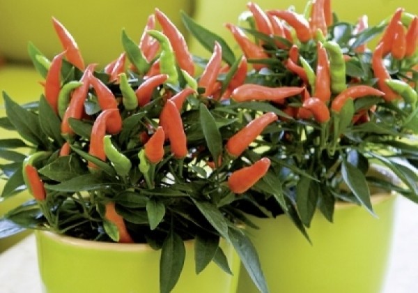 Capsicum annuum Santos Red