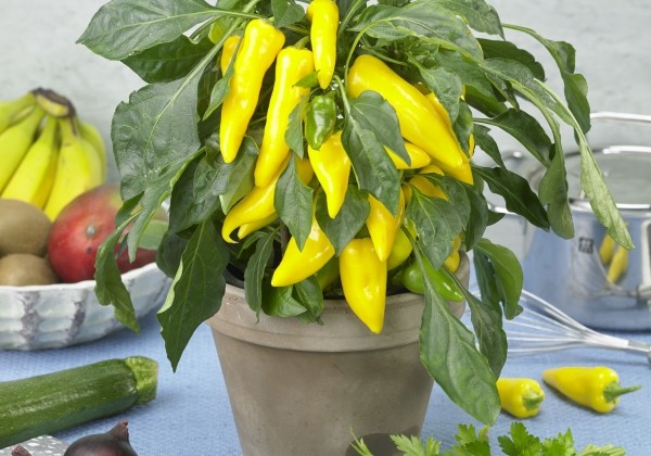 Capsicum annuum Starpleasure Hot Yellow