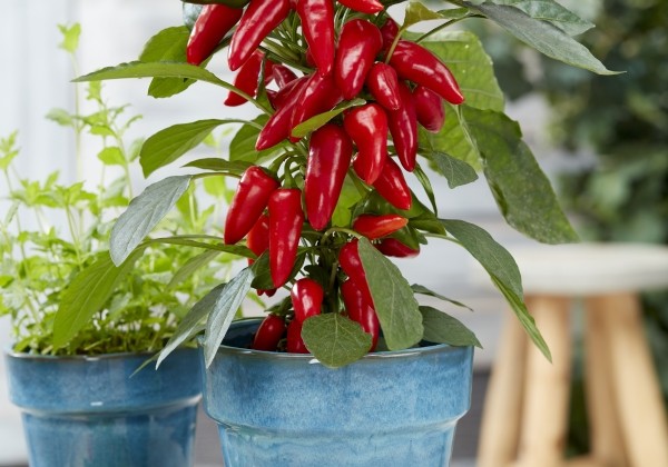 Capsicum annuum Starpleasure Medium Red