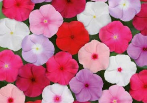 Catharanthus roseus Atlantis Mix