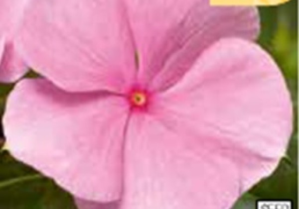 Catharanthus roseus Cora F1 XDR Light Pink