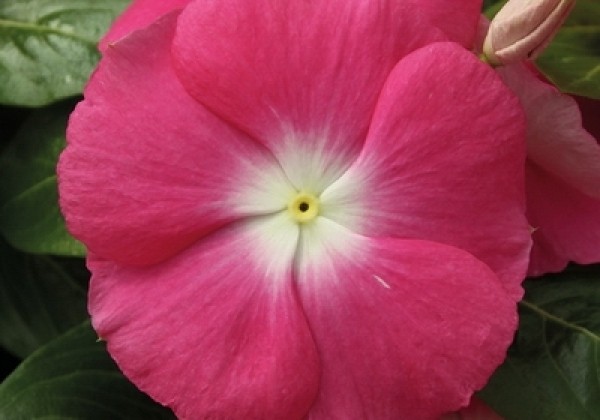 Catharanthus roseus Cora F1 XDR Pink