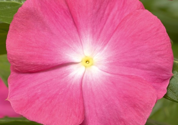Catharanthus roseus Cora F1 XDR Pink Halo