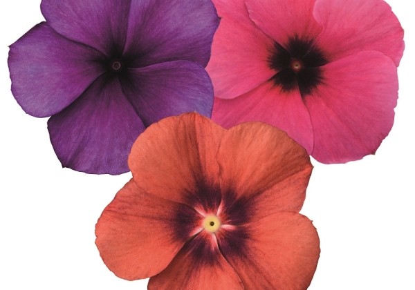 Catharanthus roseus Tattoo Mix