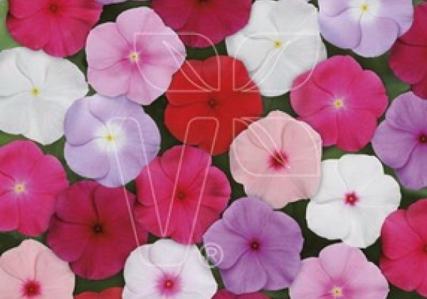 Catharanthus roseus Titan Mix